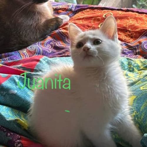 Juanita