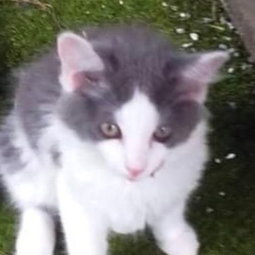 Sal