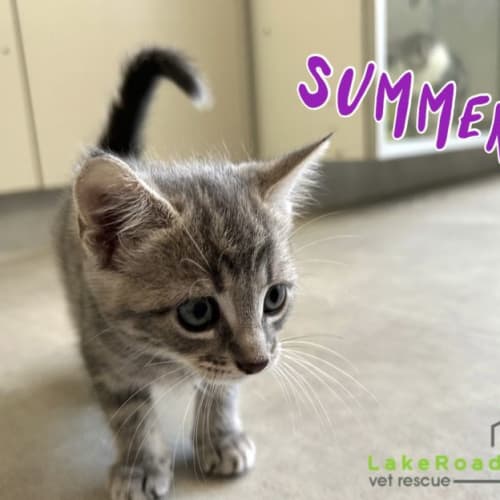 Summer