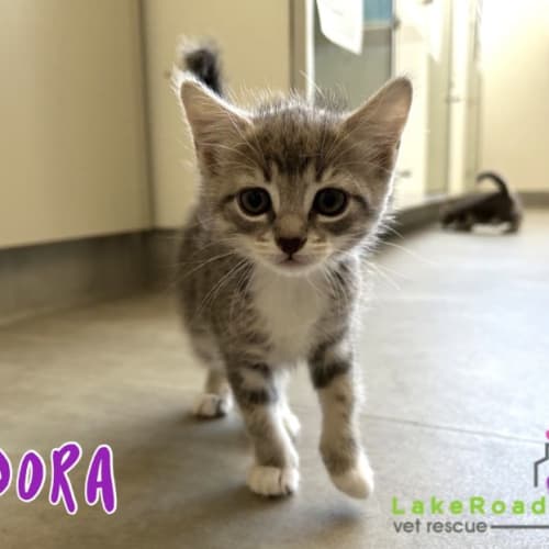 Dora