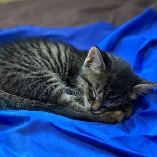 Evie