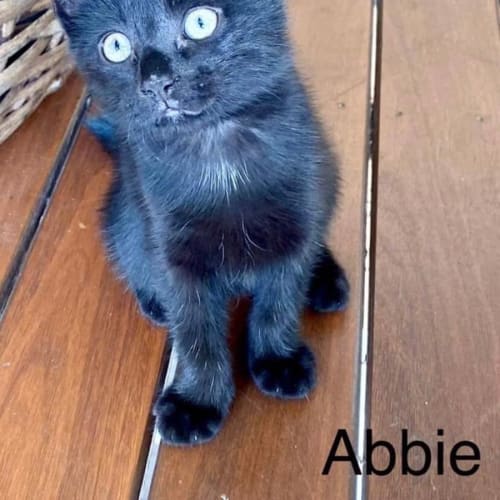 Abbie