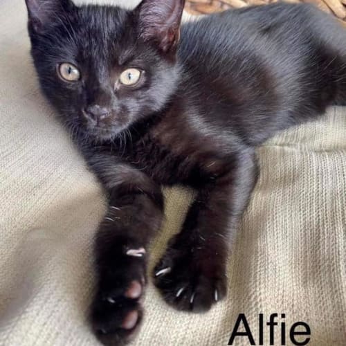Alfie