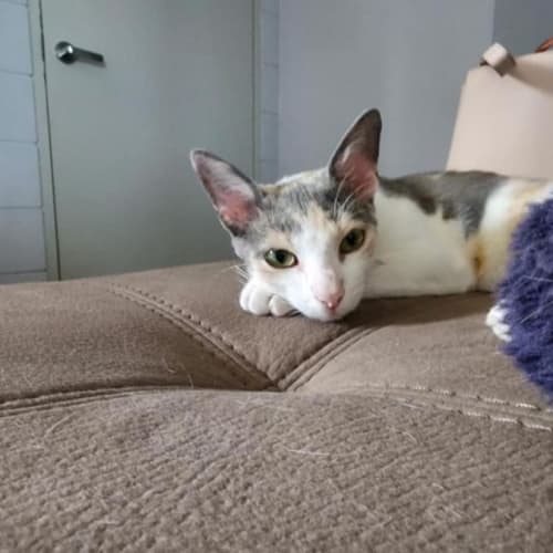 Purrsephonie