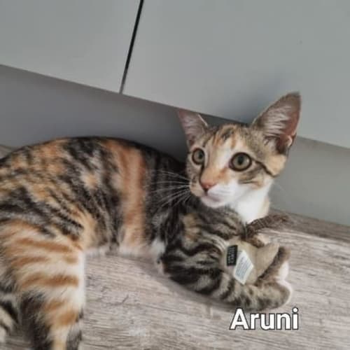 Aruni