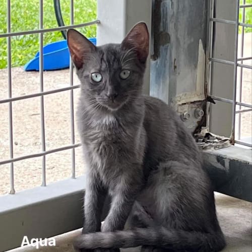 Aqua