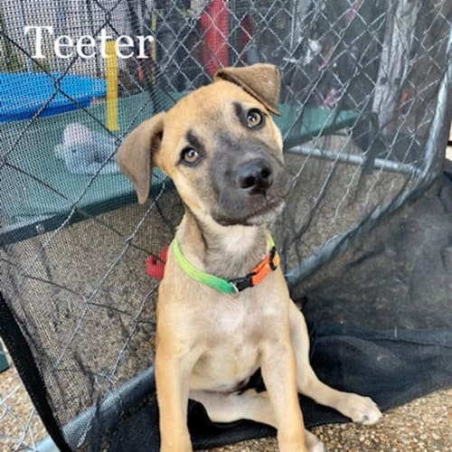 Teeter