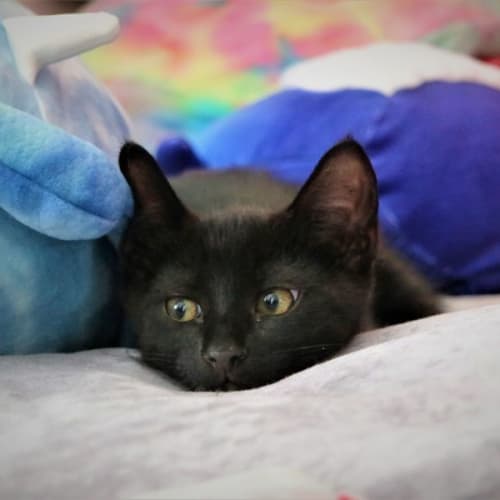 Yasha  **2nd Chance Cat Rescue**