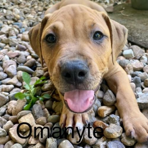 Omanyte
