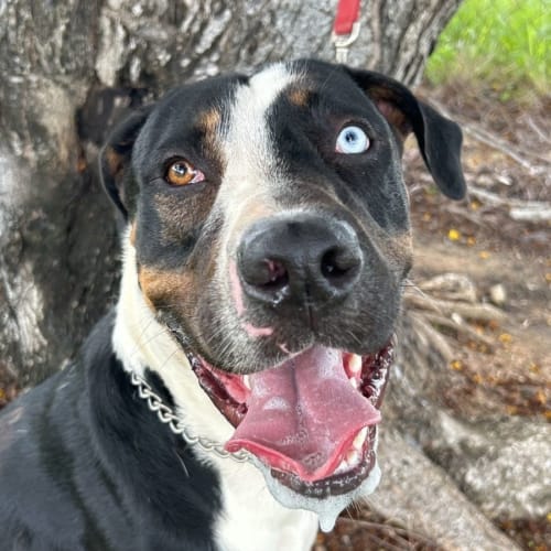 Valentine