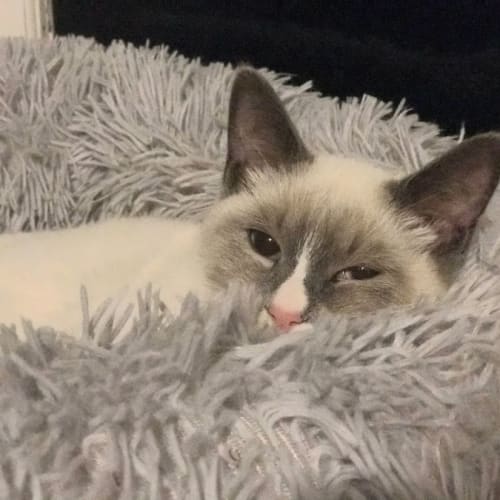 Angel