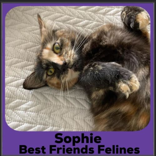 Sophie 