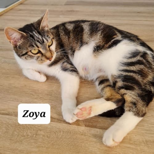 Zoya