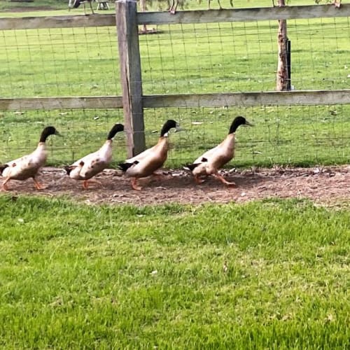 Lewie Huey, Duey and Donald