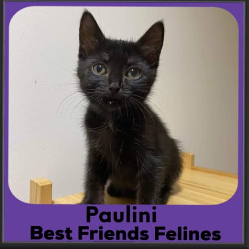 Paulini 