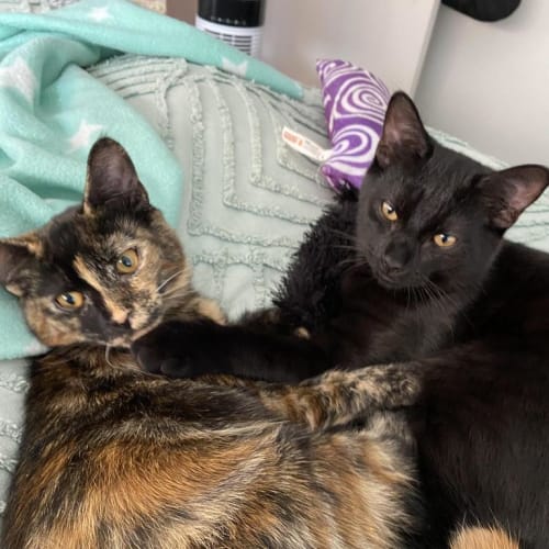 Pluto And Calypso Bobtail