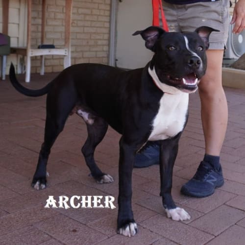 Archer