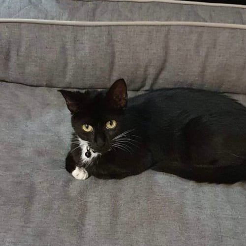 Coco/ Chanel