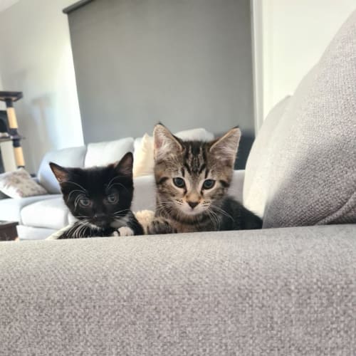 Kitten August