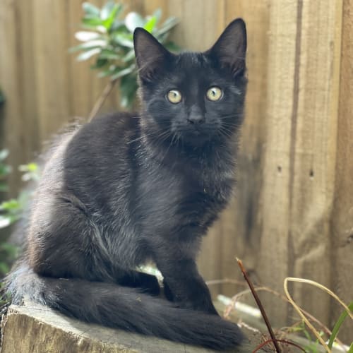 Sylvester