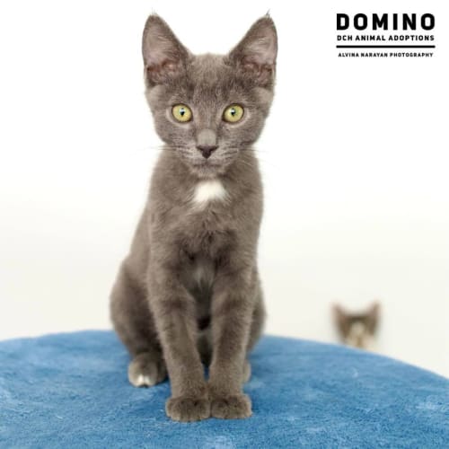 Domino