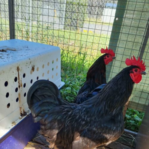 Buckbeak
