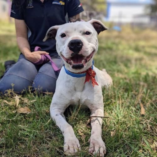 Barkley (IMP No. 1455)