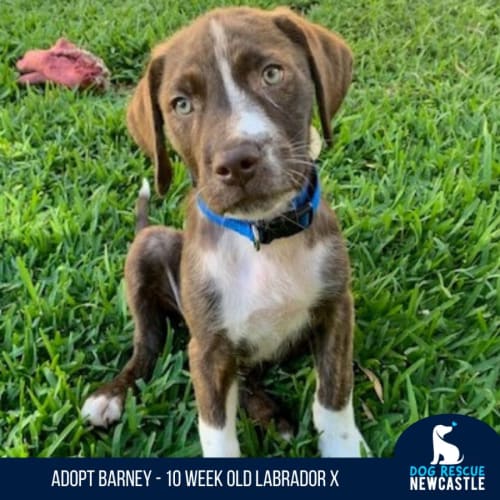 Barney - 10 Week Old Labrador X (On Hold)