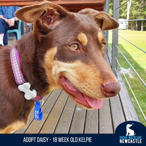 Daisy - 5 Month Old Kelpie (On Trial)