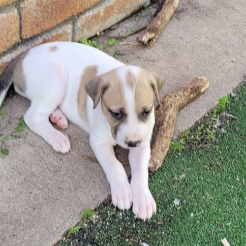 Sadie