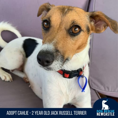 Cahlie - 2 Year Old Jack Russell Terrier (Trial)