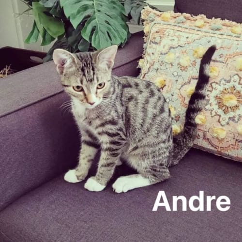 Andre
