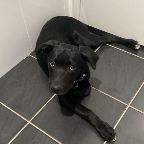 Memphis - 15 Week Old Rottweiler X (On Trial)