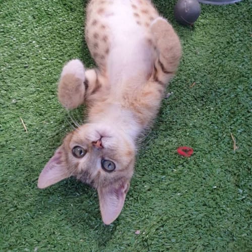 Tiny