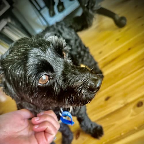 Max - 7 Year Old Miniature Poodle X (On Hold)