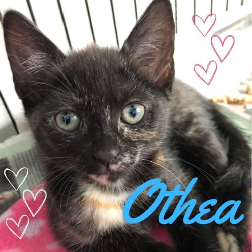 ❤️ Othea ❤️
