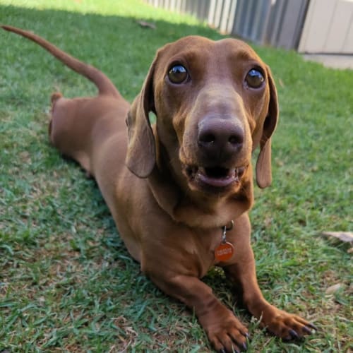 Tito