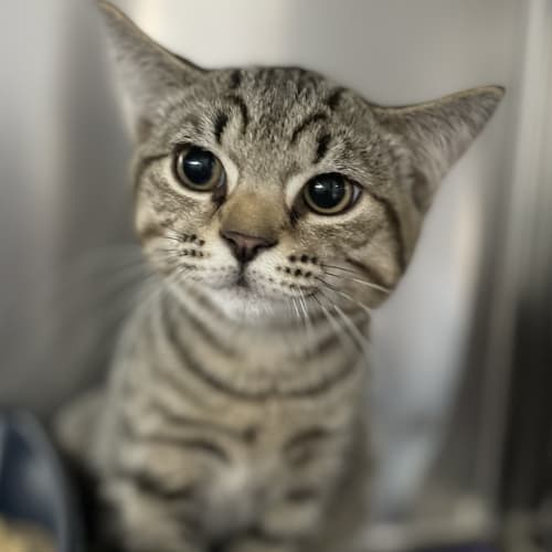 Fernando