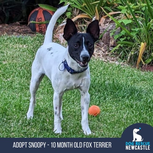 Snoopy - 10 Month Old Fox Terrier(On Trial)