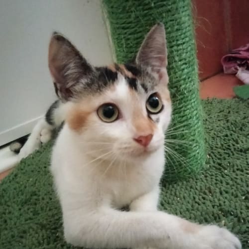 Peaches