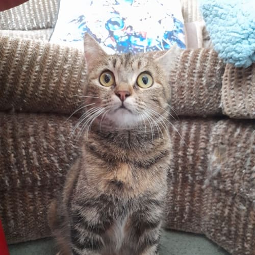 Athena - Mowbray
