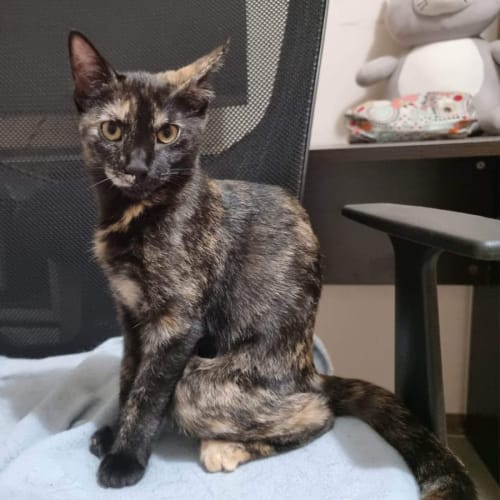 Delilah