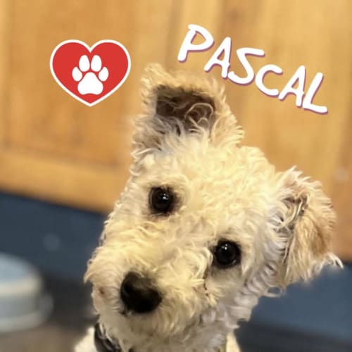 Pascall 