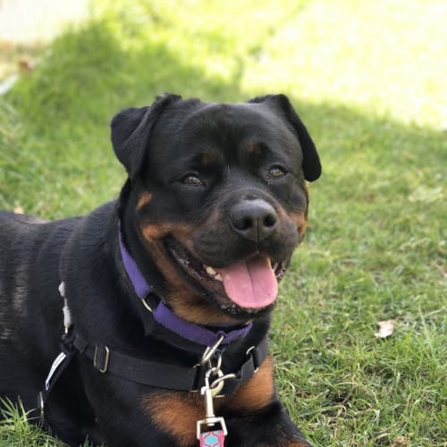 Roxy