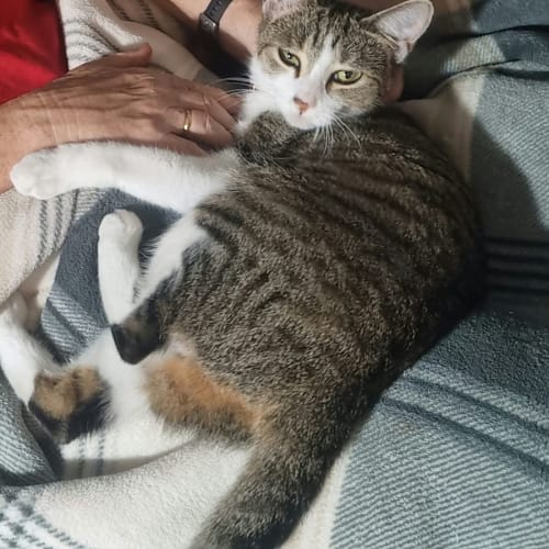 Mae