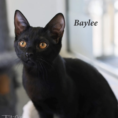 Baylee