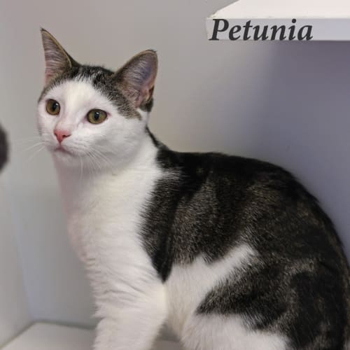 Petunia