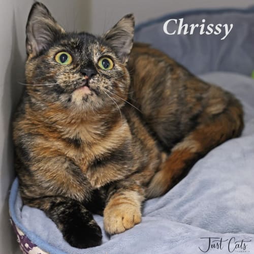 Chrissy