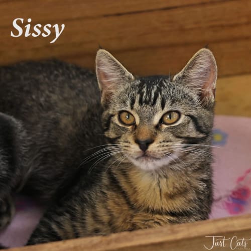 Sissy - Petstock