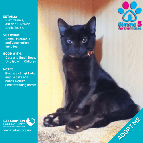 Binx Just $100 Limited Time!